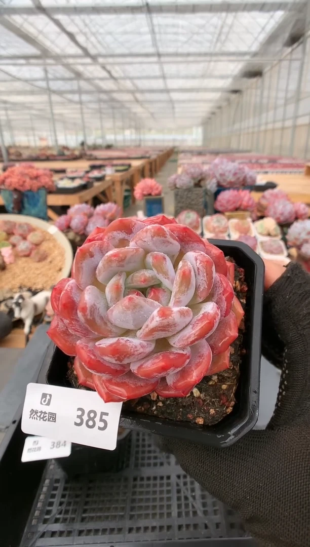 【闪购商品】385雪天使一物一拍