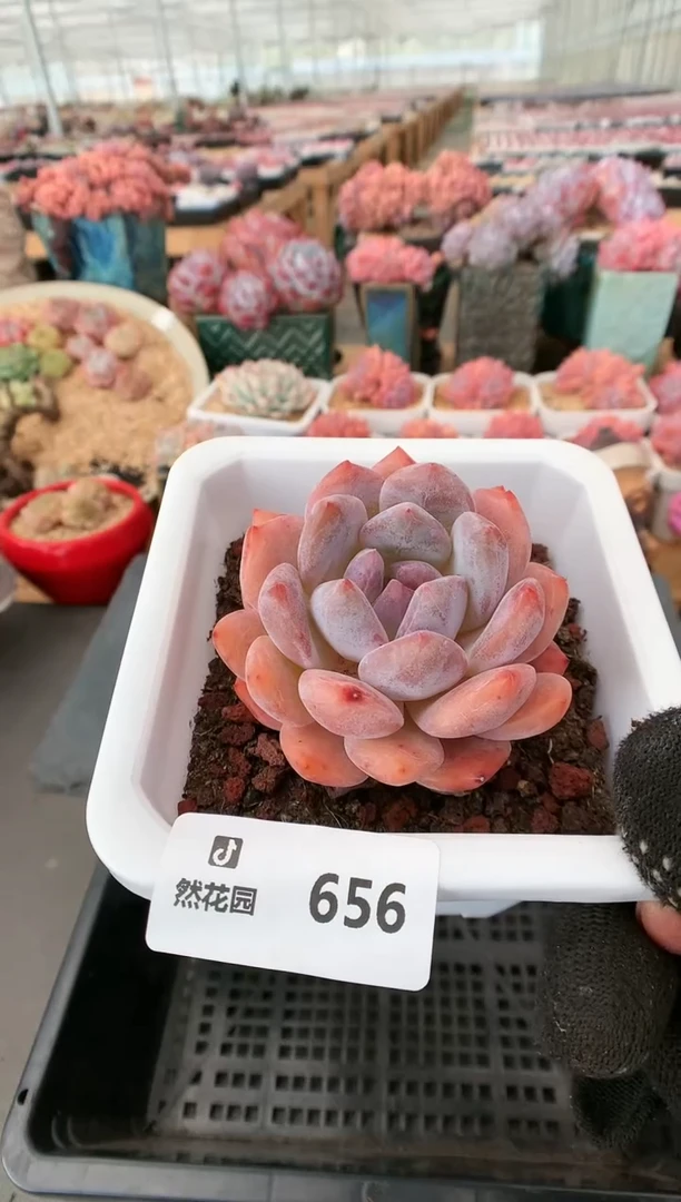 【闪购商品】656雪天使一物一拍