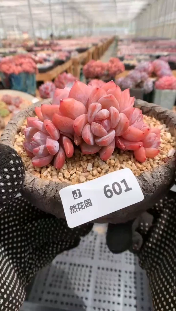 【闪购商品】601星影群一物一拍