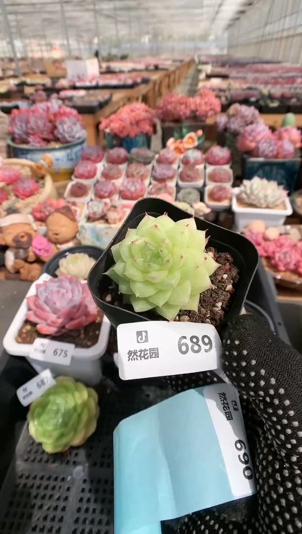 【闪购商品】689麦秆一物一拍