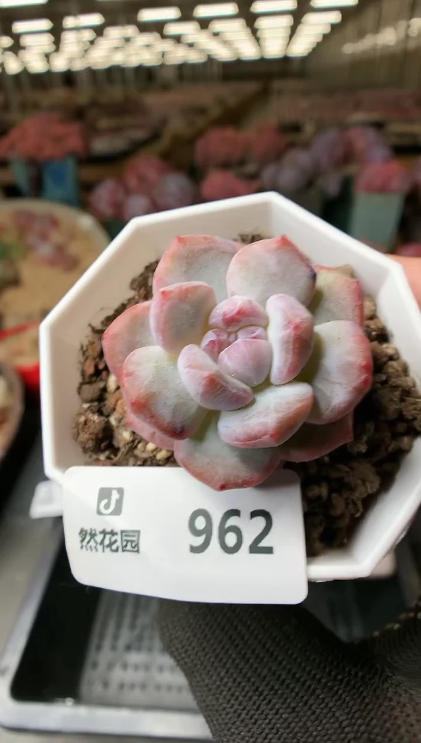 【闪购商品】962星影石化一物一拍