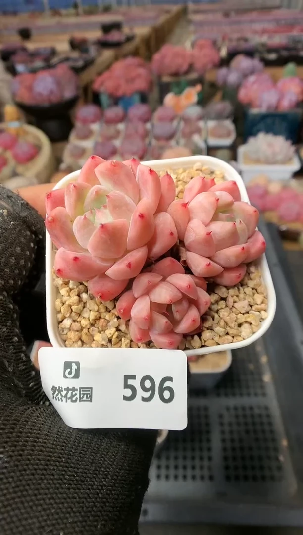 【闪购商品】596佳人一物一拍