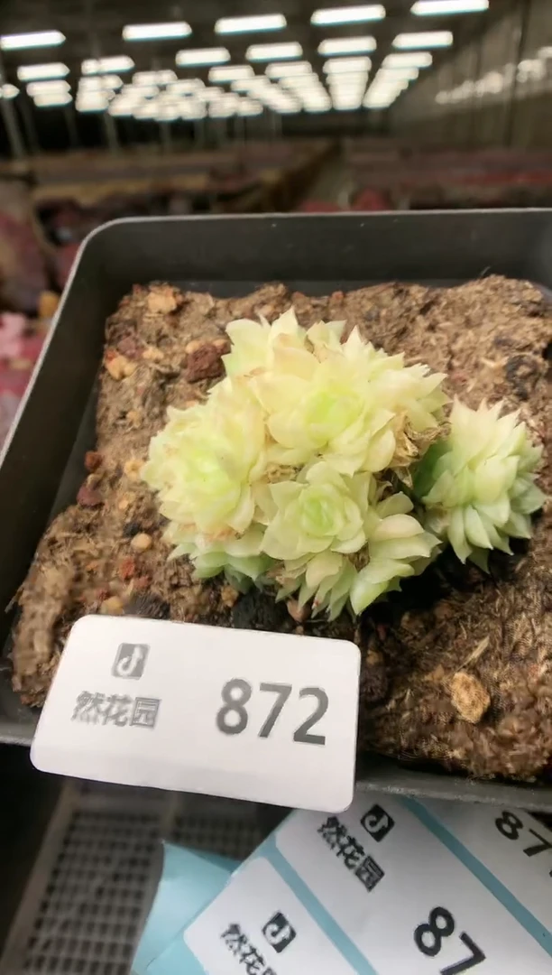 【闪购商品】872麦秆一物一拍