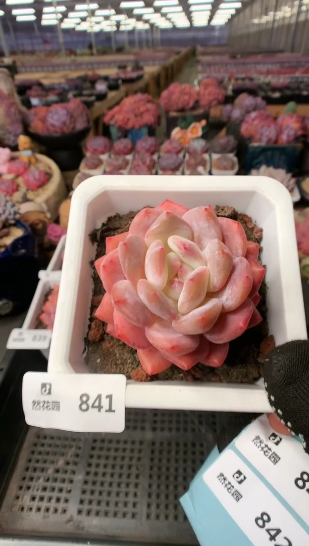 【闪购商品】841雪天使一物一拍