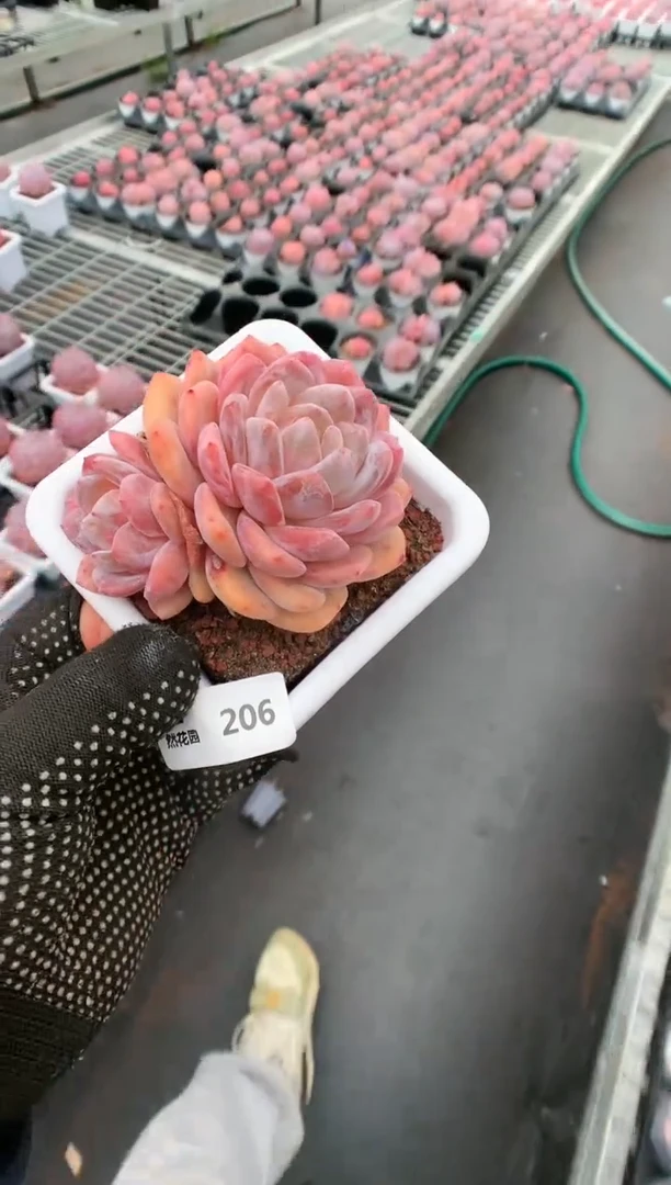 【闪购商品】206宽橙一物一拍