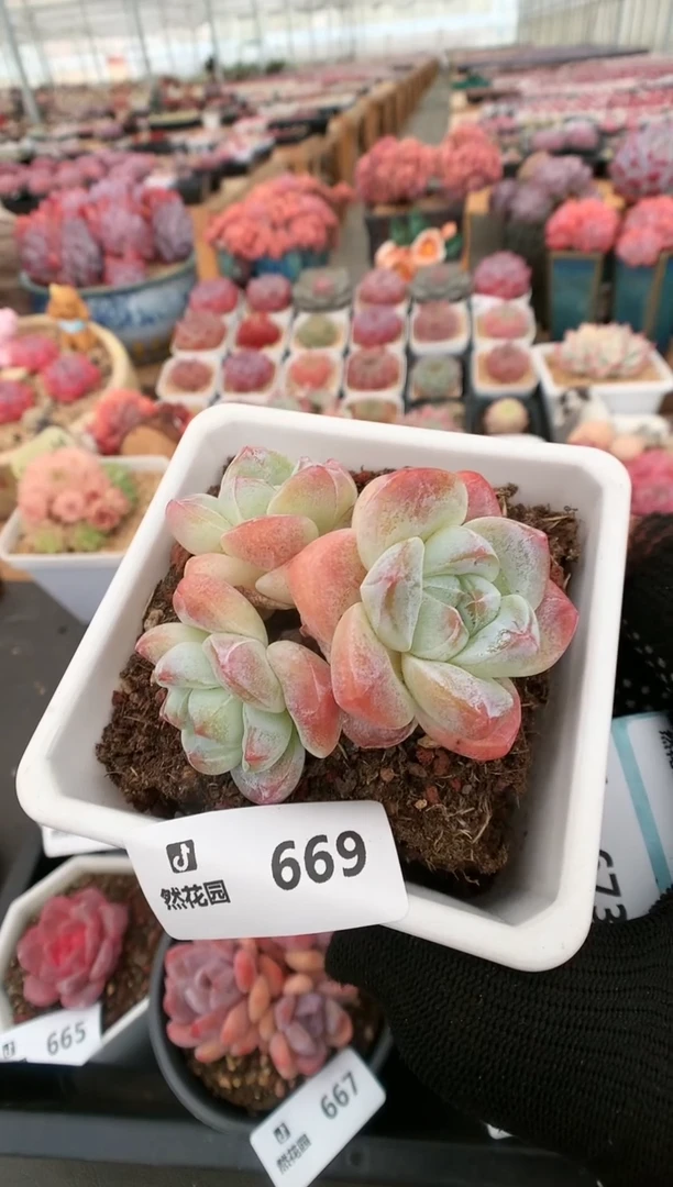 【闪购商品】669琥珀冰玉三头一物一拍