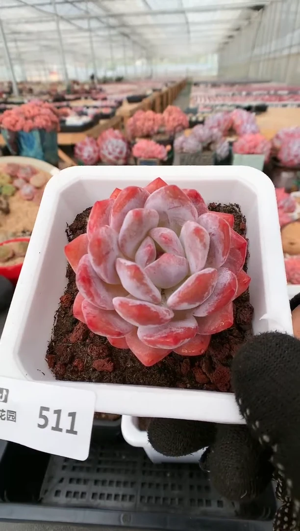 【闪购商品】511日本雪天使一物一拍