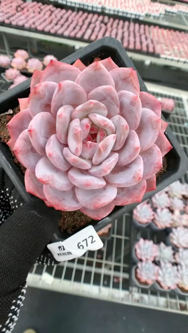 【闪购商品】672玫瑰梦露一物一拍