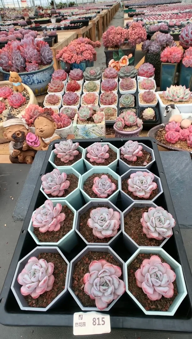 【闪购商品】815星星雪量拍