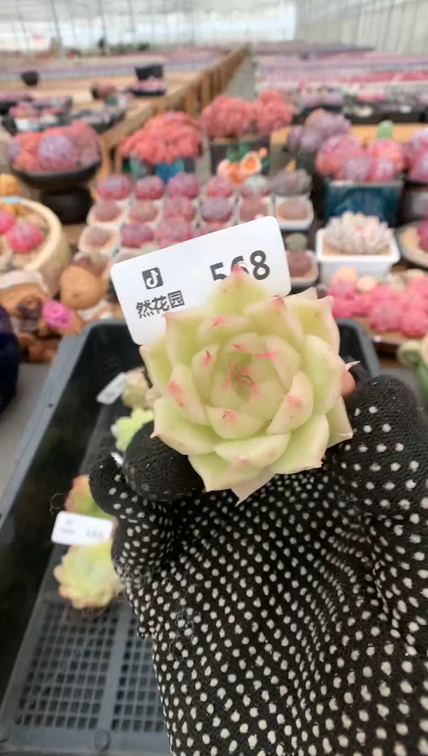 【闪购商品】568麦秆一物一拍