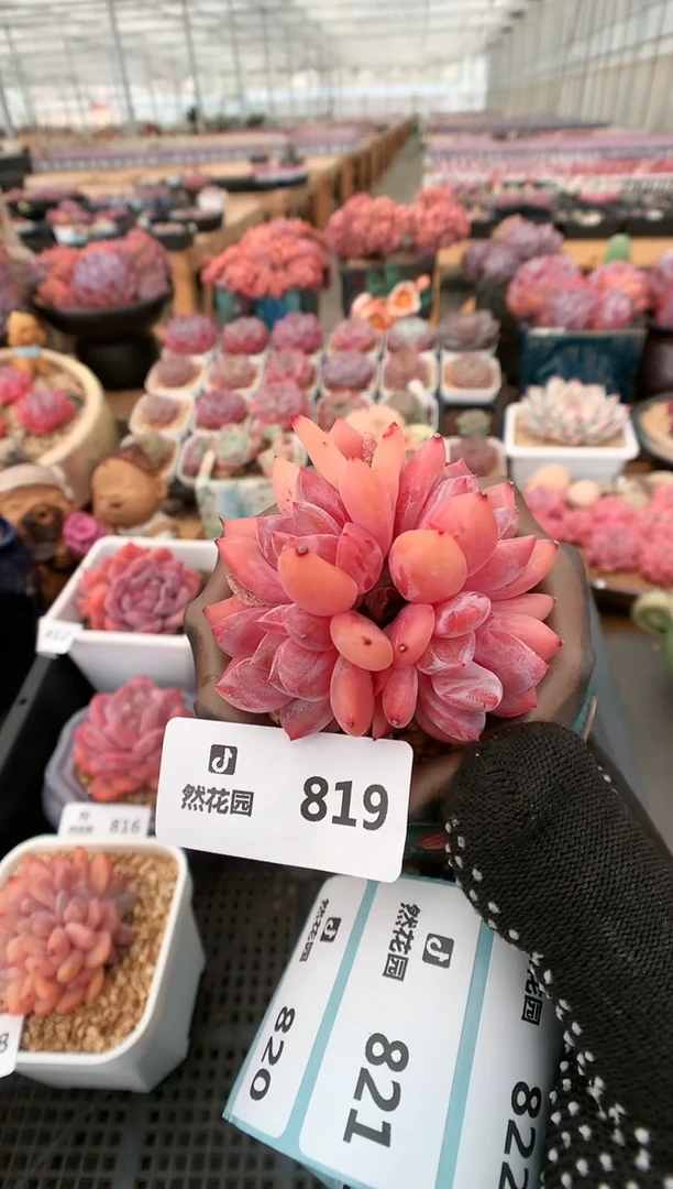 【闪购商品】819雪天使一物一拍