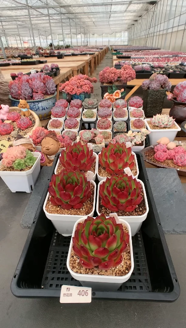 【闪购商品】406安姆斯壮量拍