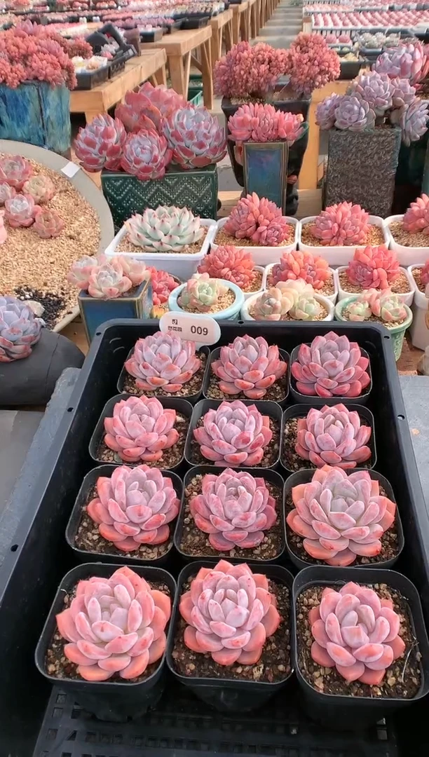 【闪购商品】009橘粉雪天使量拍