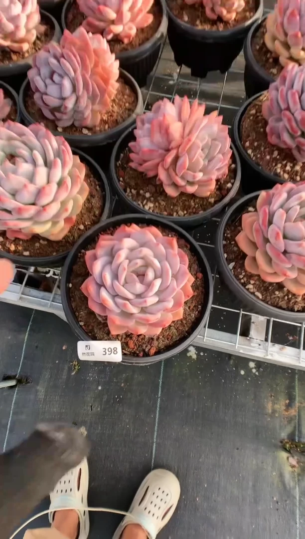 【闪购商品】398梦露一物一拍