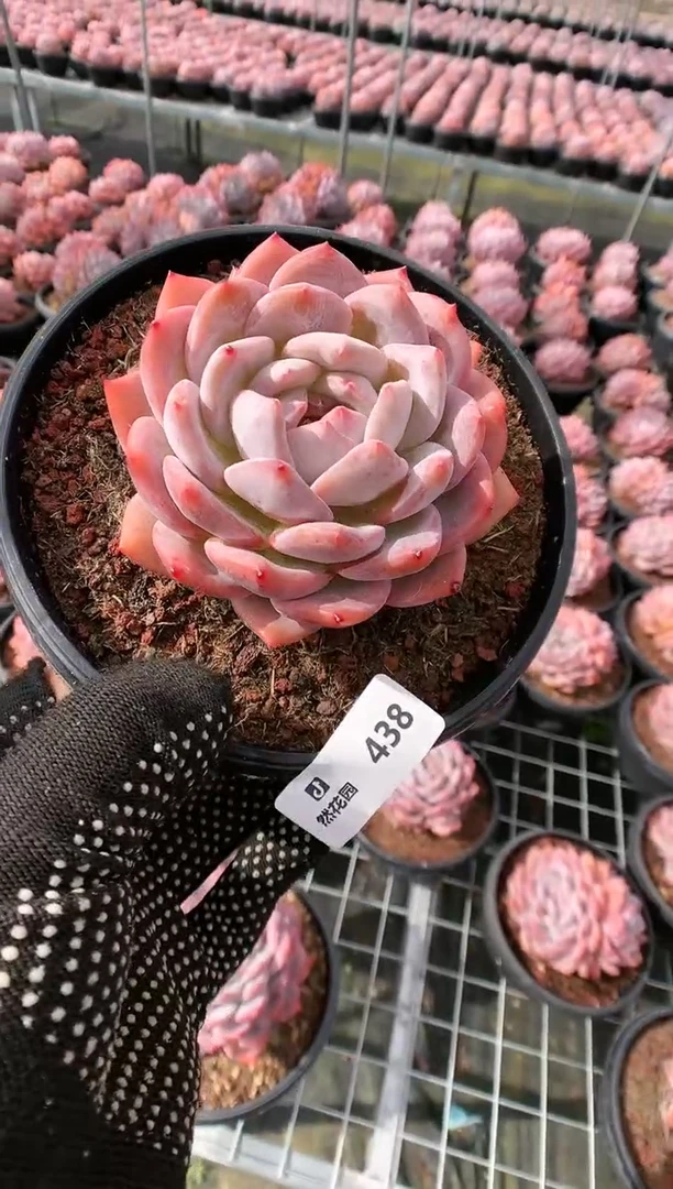 【闪购商品】438梦露一物一拍