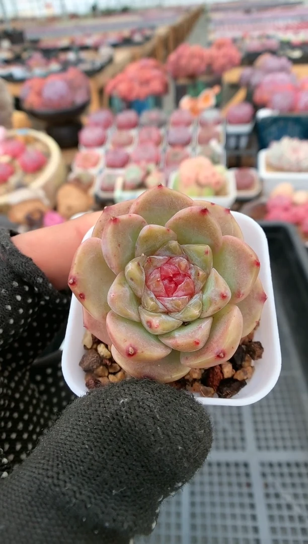 【闪购商品】187糖心一物一拍