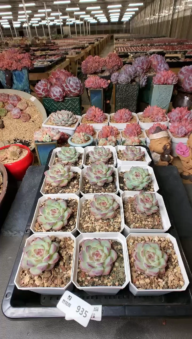 【闪购商品】935紫鸢尾量拍
