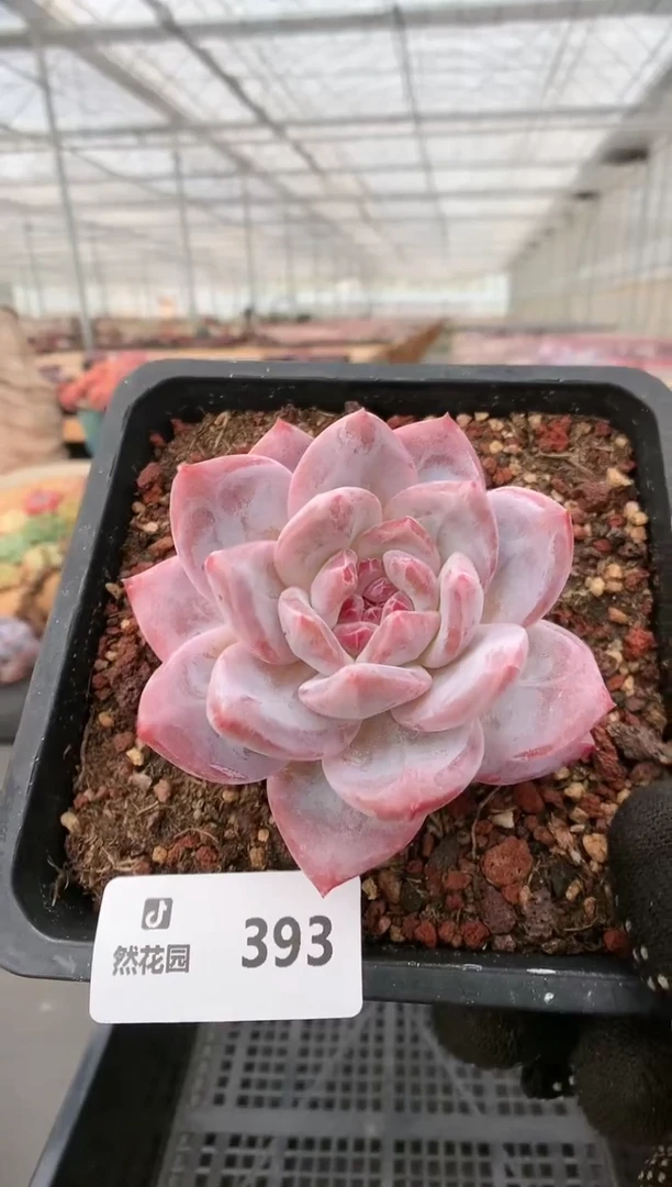 【闪购商品】393雪天使一物一拍