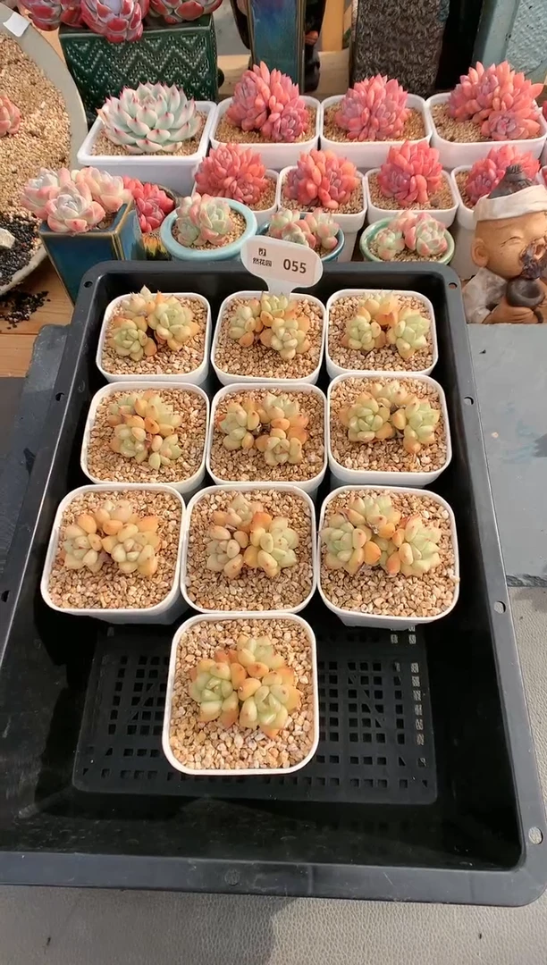 【闪购商品】055三头象牙量拍