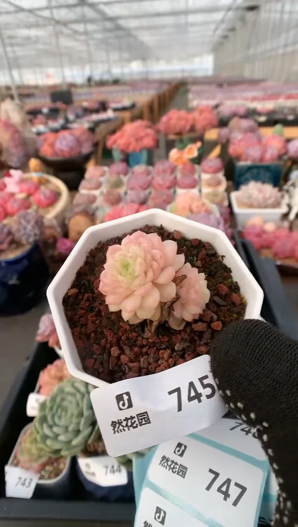 【闪购商品】745灯泡叶一物一拍