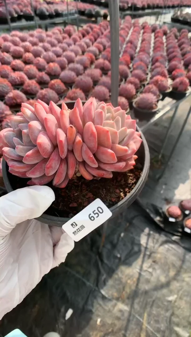 【闪购商品】650梦露一物一拍