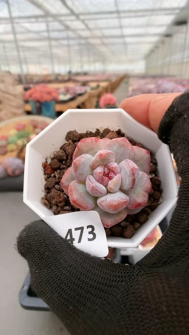 【闪购商品】473星影石化一物一拍