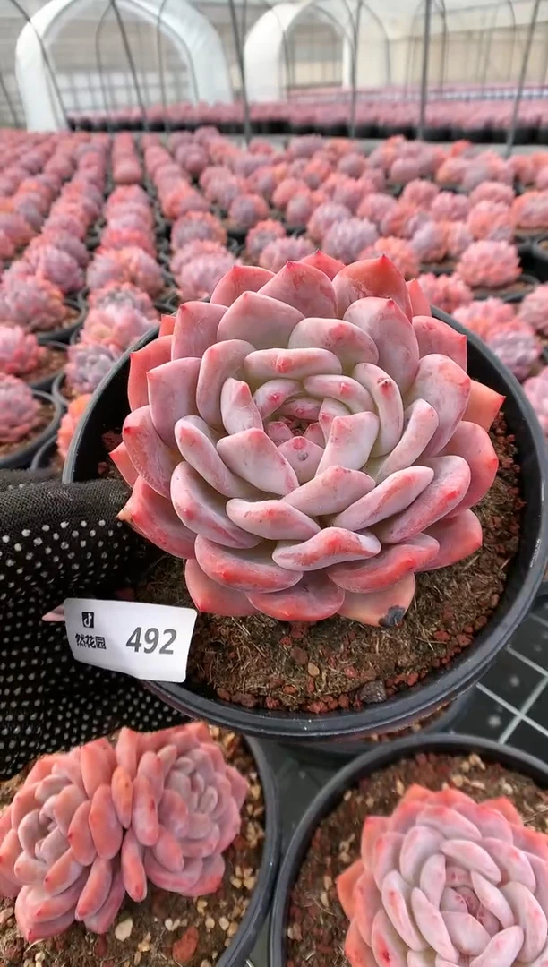 【闪购商品】492梦露一物一拍