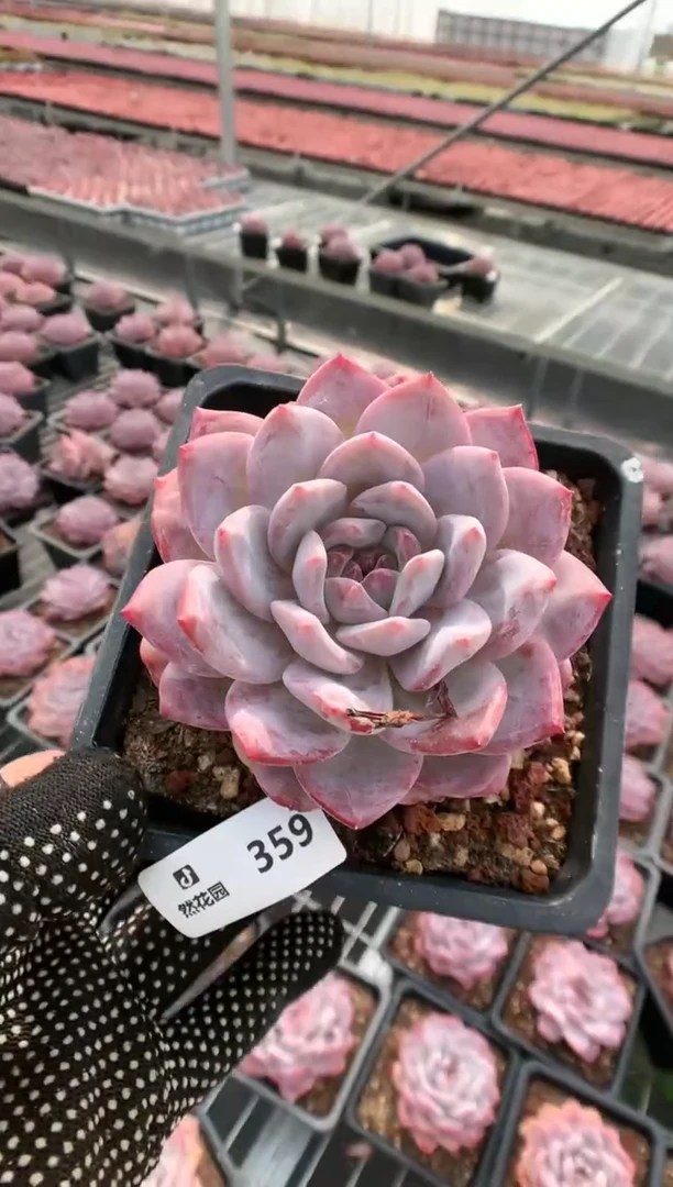 【闪购商品】359玫瑰梦露一物一拍