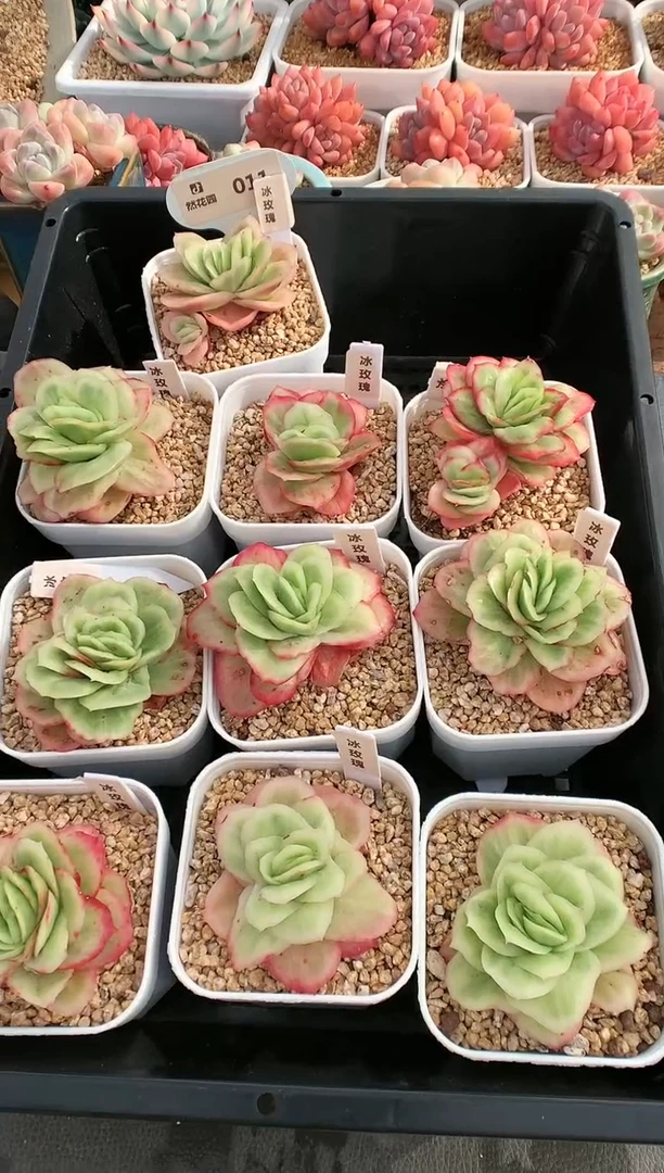 【闪购商品】011冰玫瑰量拍
