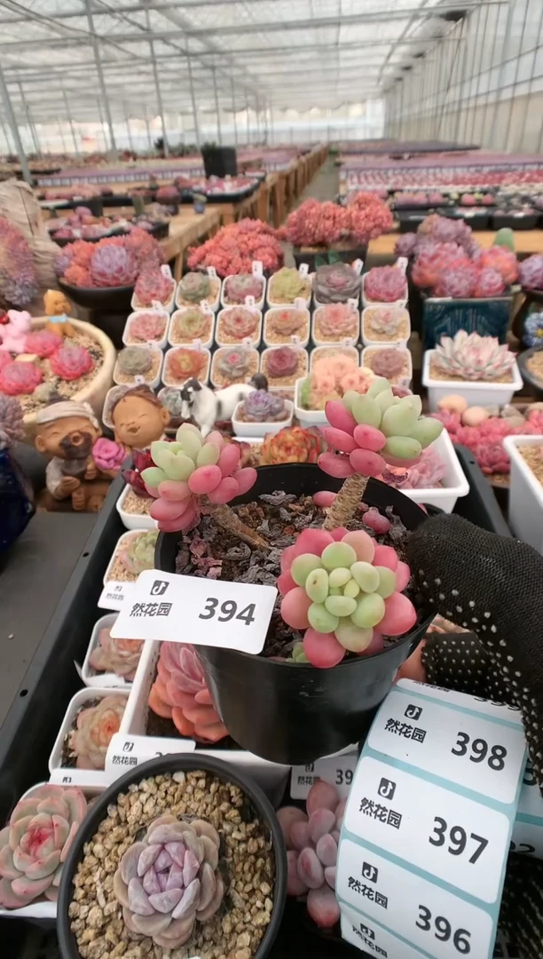 【闪购商品】394鱼子酱一物一拍