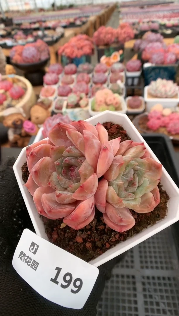 【闪购商品】199夜莺一物一拍