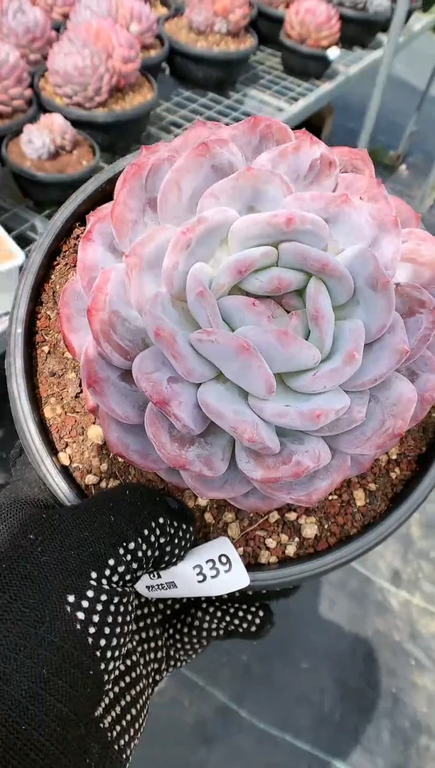 【闪购商品】339星影一物一拍