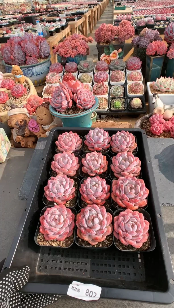 【闪购商品】802果冻橙两棵量拍