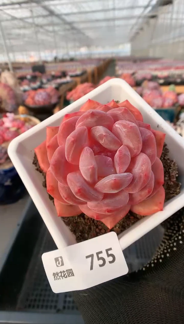 【闪购商品】755橘子梦露一物一拍