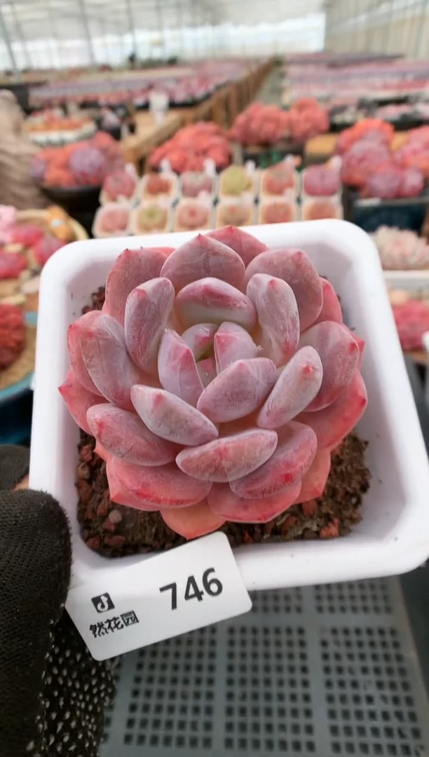 【闪购商品】746宽橙一物一拍