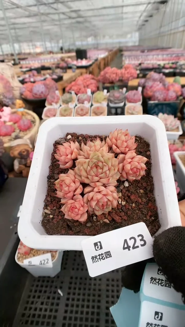 【闪购商品】423苯巴蒂斯一物一拍