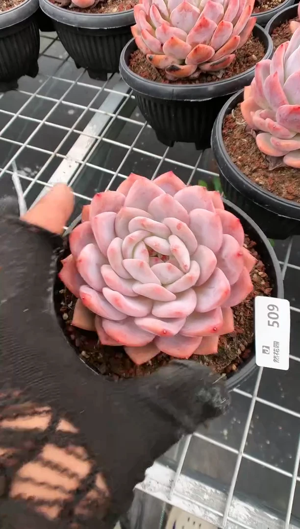 【闪购商品】509梦露一物一拍