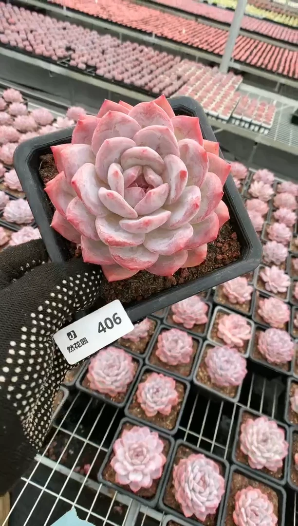 【闪购商品】406玫瑰梦露一物一拍