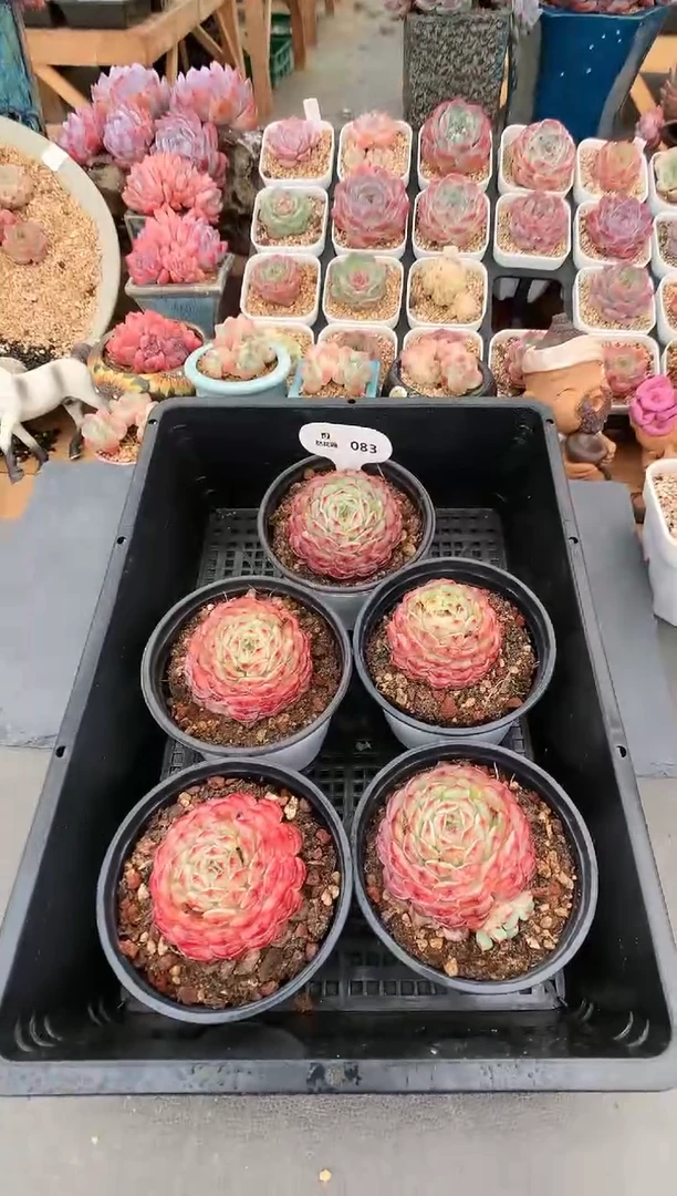 【闪购商品】083白胖子量拍