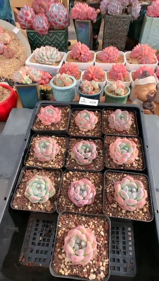 【闪购商品】529糖心十颗  量拍