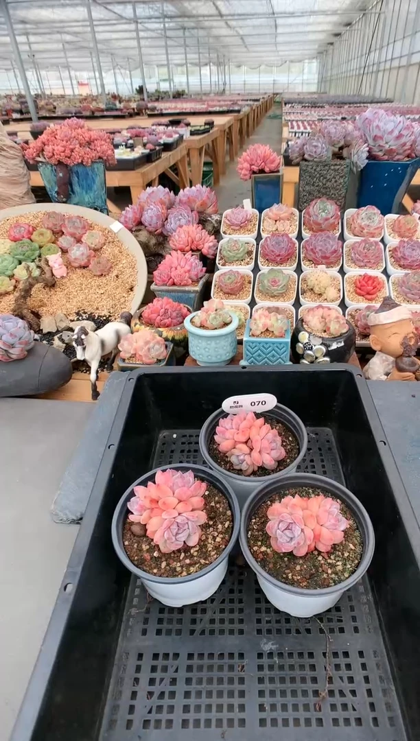 【闪购商品】070雪天使三头量拍