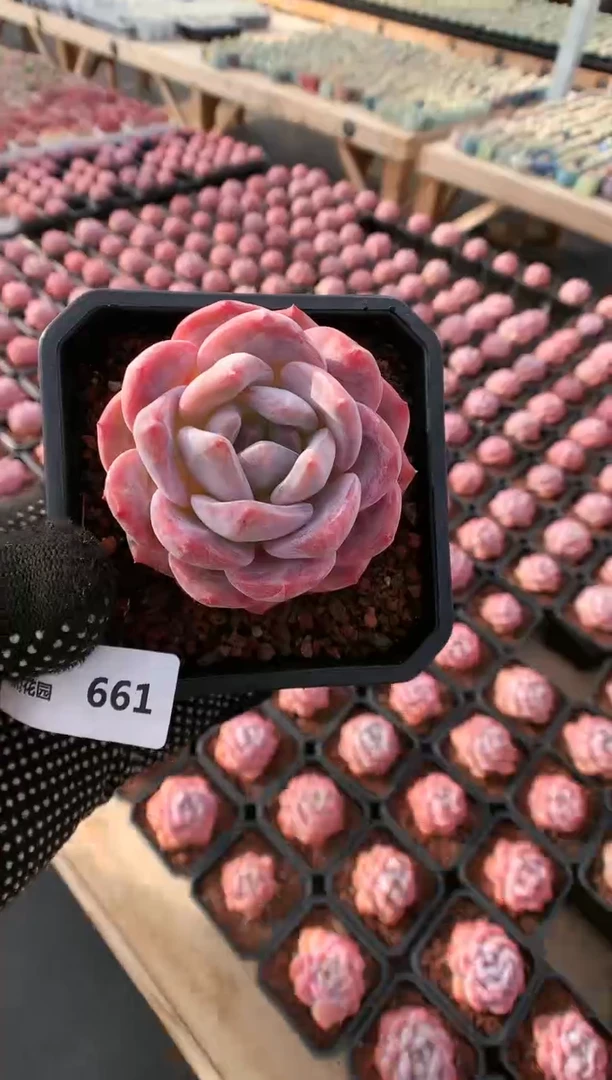 【闪购商品】661雪天使一物一拍