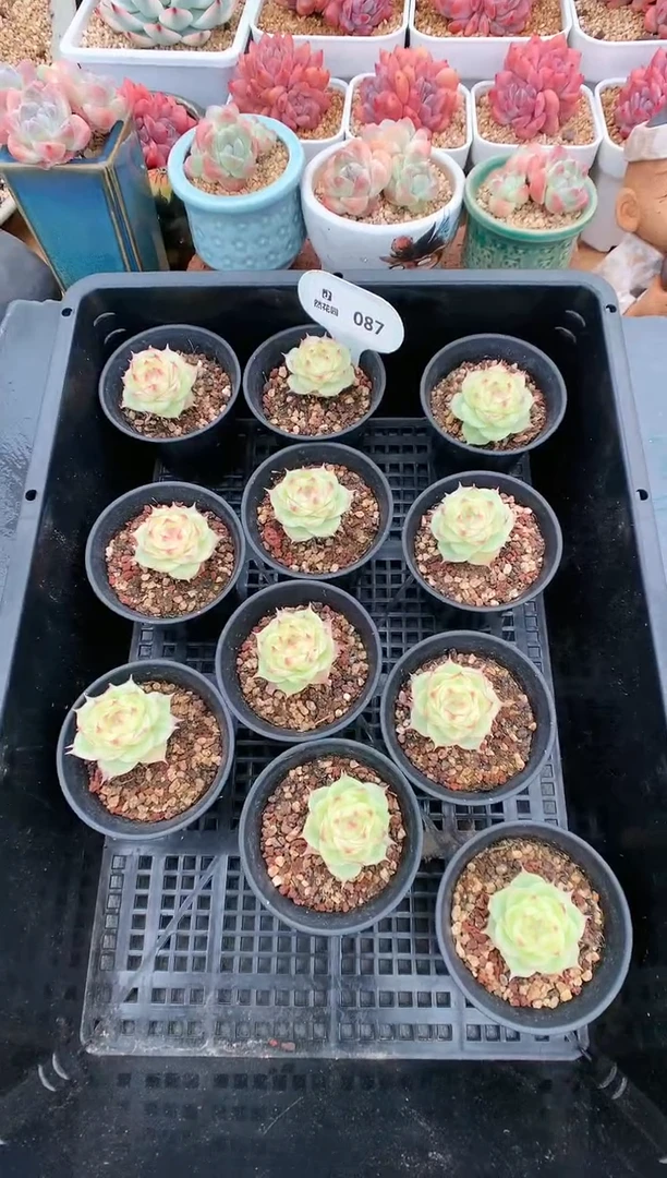 【闪购商品】087潘多拉量拍