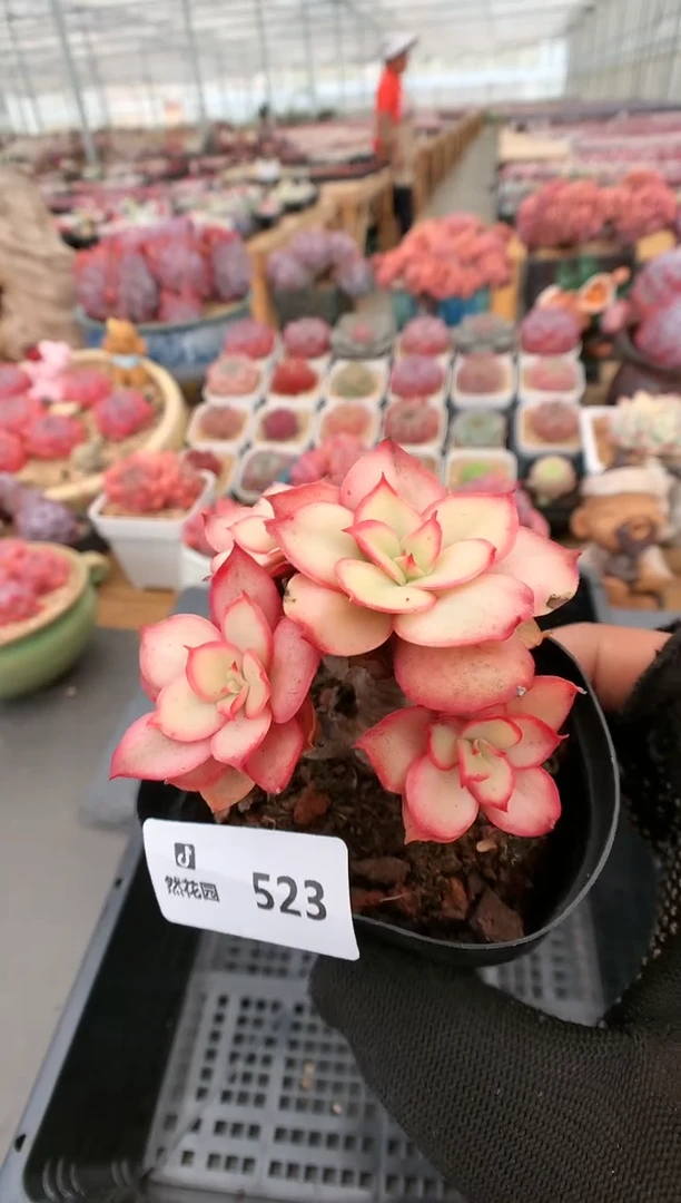 【闪购商品】523秀妍锦一物一拍