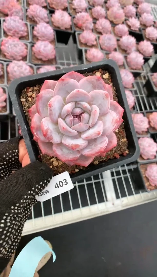 【闪购商品】403玫瑰梦露一物一拍