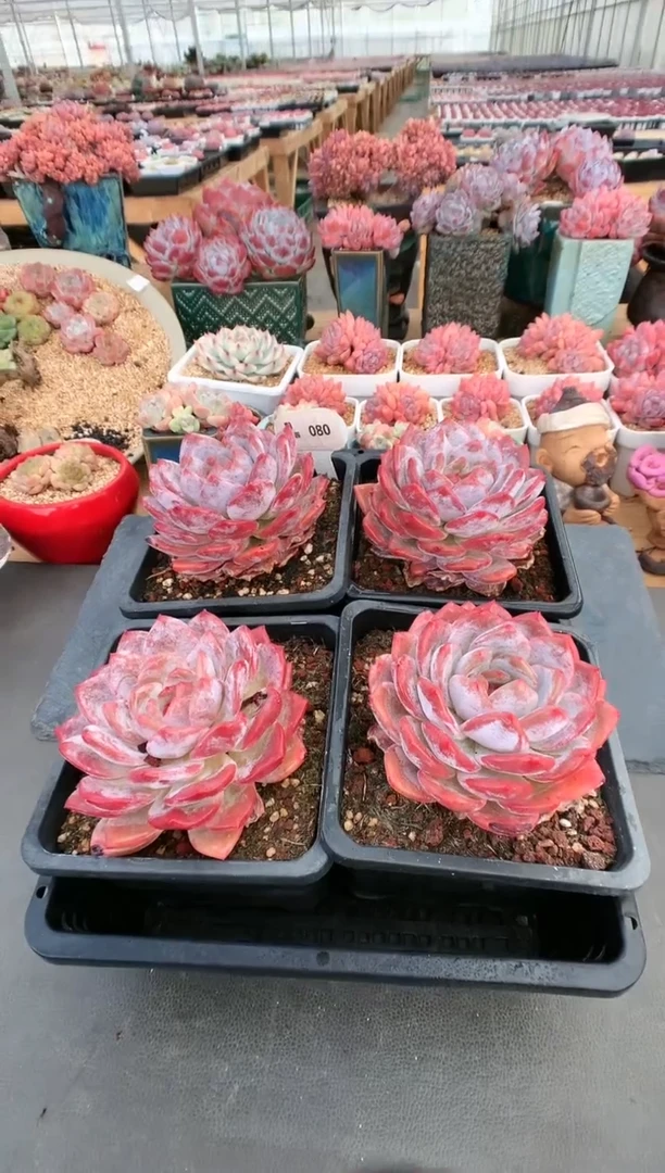 【闪购商品】080玫瑰梦露量拍