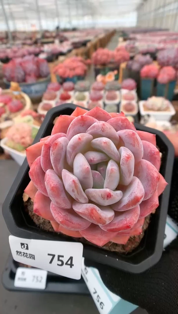 【闪购商品】754雪天使一物一拍