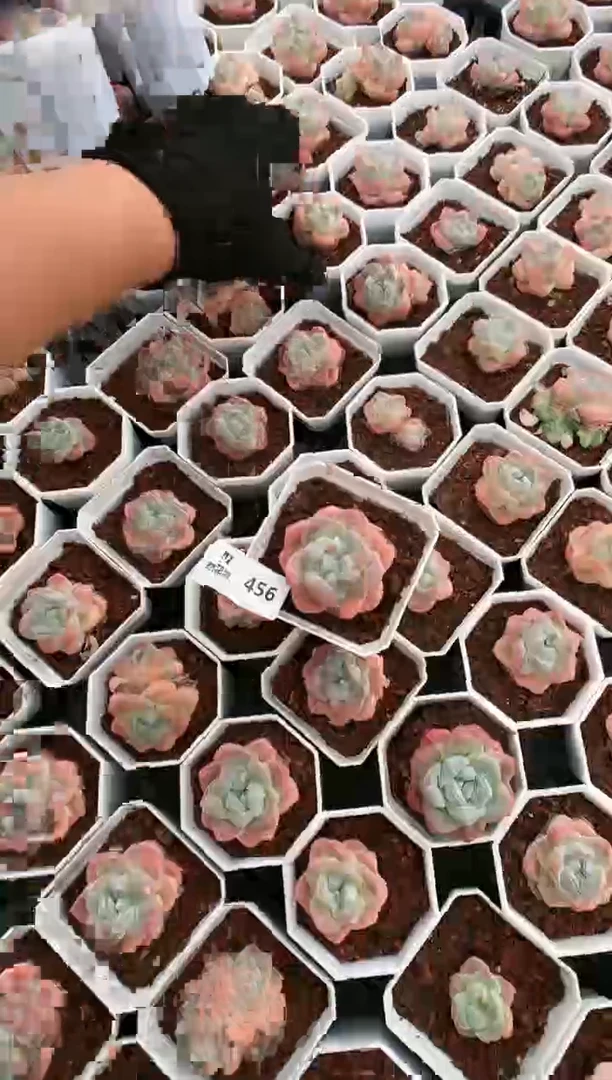 【闪购商品】456冰玉量拍