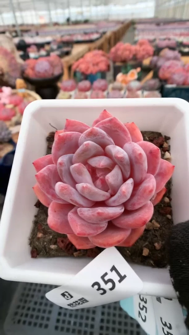 【闪购商品】351一物一拍