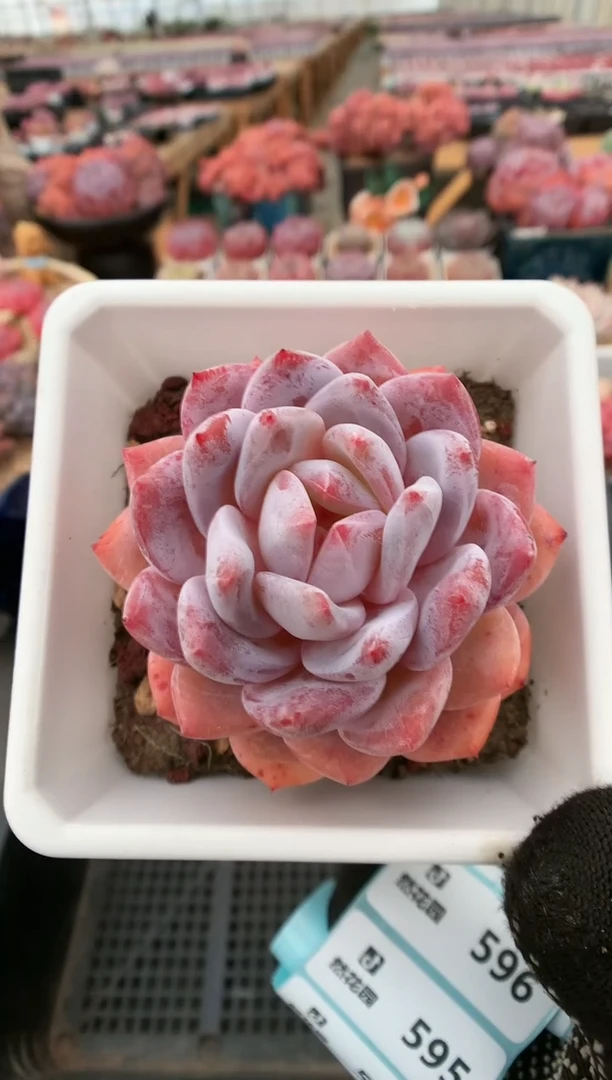 【闪购商品】592雪天使一物一拍